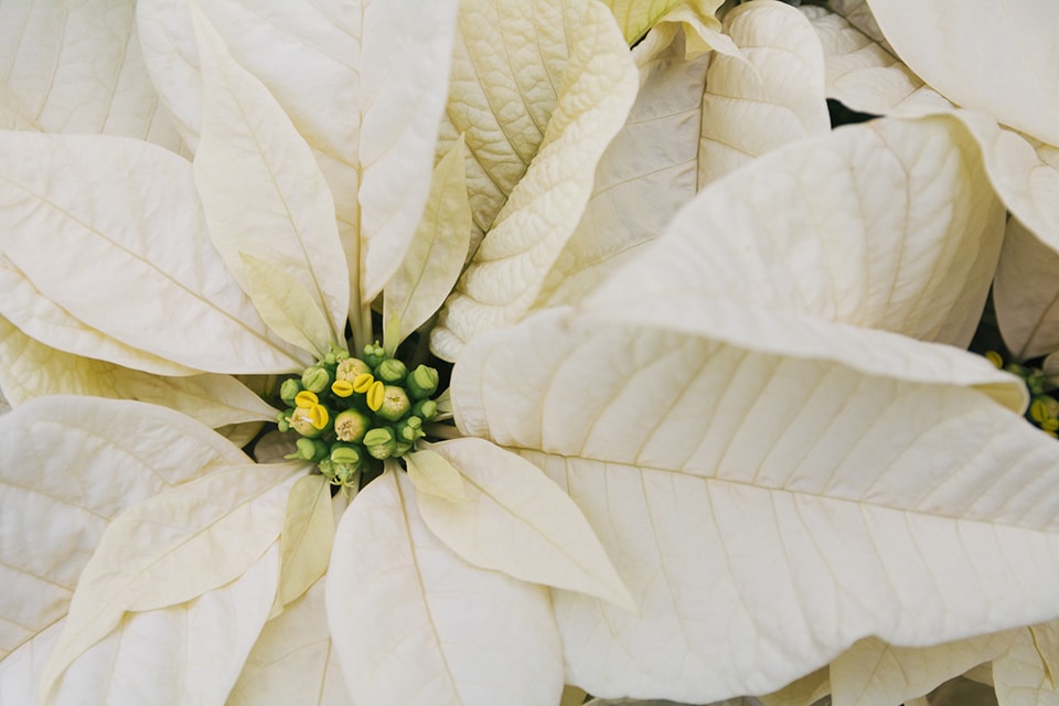White Poinsettia | Holiday Flowers