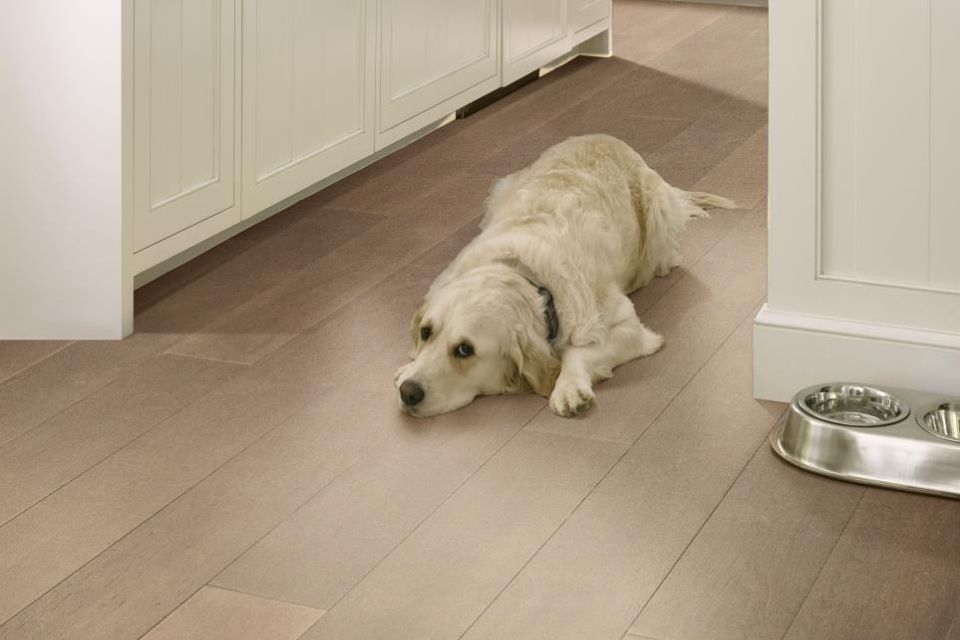 Water resistant flooring in kitchen that is dog friendly